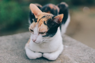 选择聚焦棕色和白色的猫的照片)
